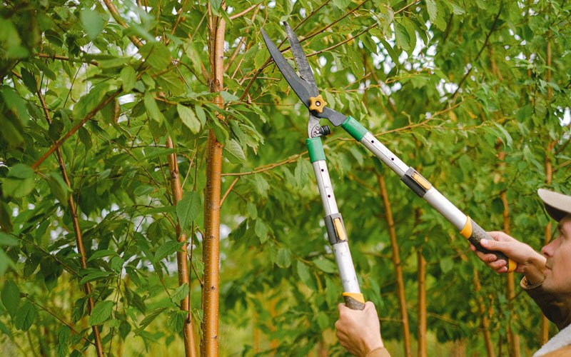 Tree trimming in Sarepta, LA