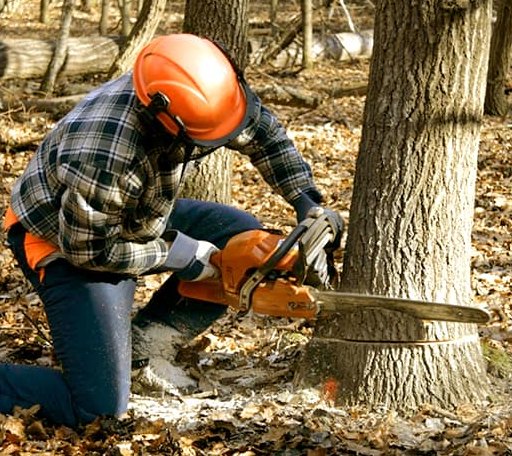 Tree Removal in Sarepta, LA